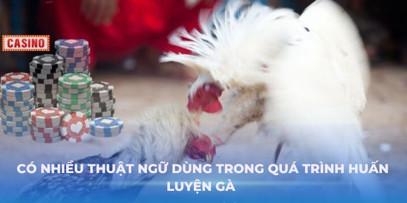 Có nhiều thuật ngữ dùng trong quá trình huấn luyện gà 