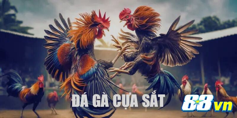 Đá gà cựa sắt