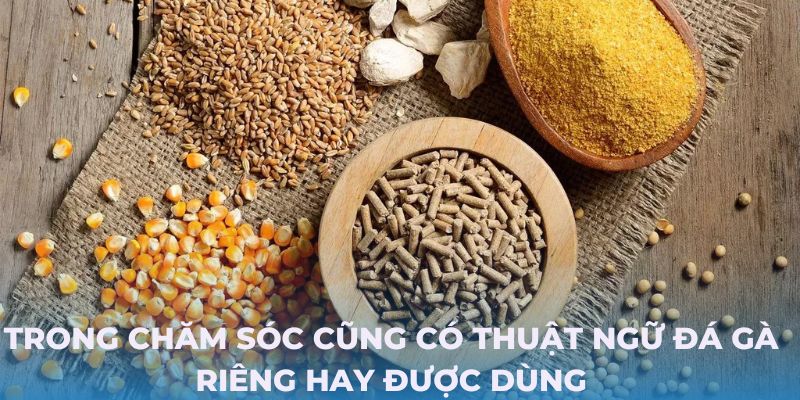 Trong chăm sóc cũng có thuật ngữ đá gà riêng hay được dùng